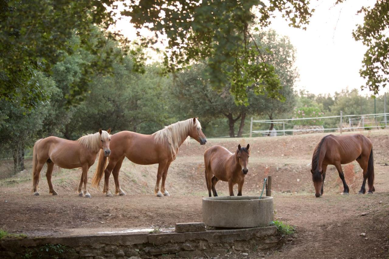 Agriturismo Podere Poggiarone Rapolano Terme Bagian luar foto